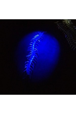 Şeffaf Renk Karanlıkta Parlayan Fosforlu Kırkayak 13 cm 1 Adet